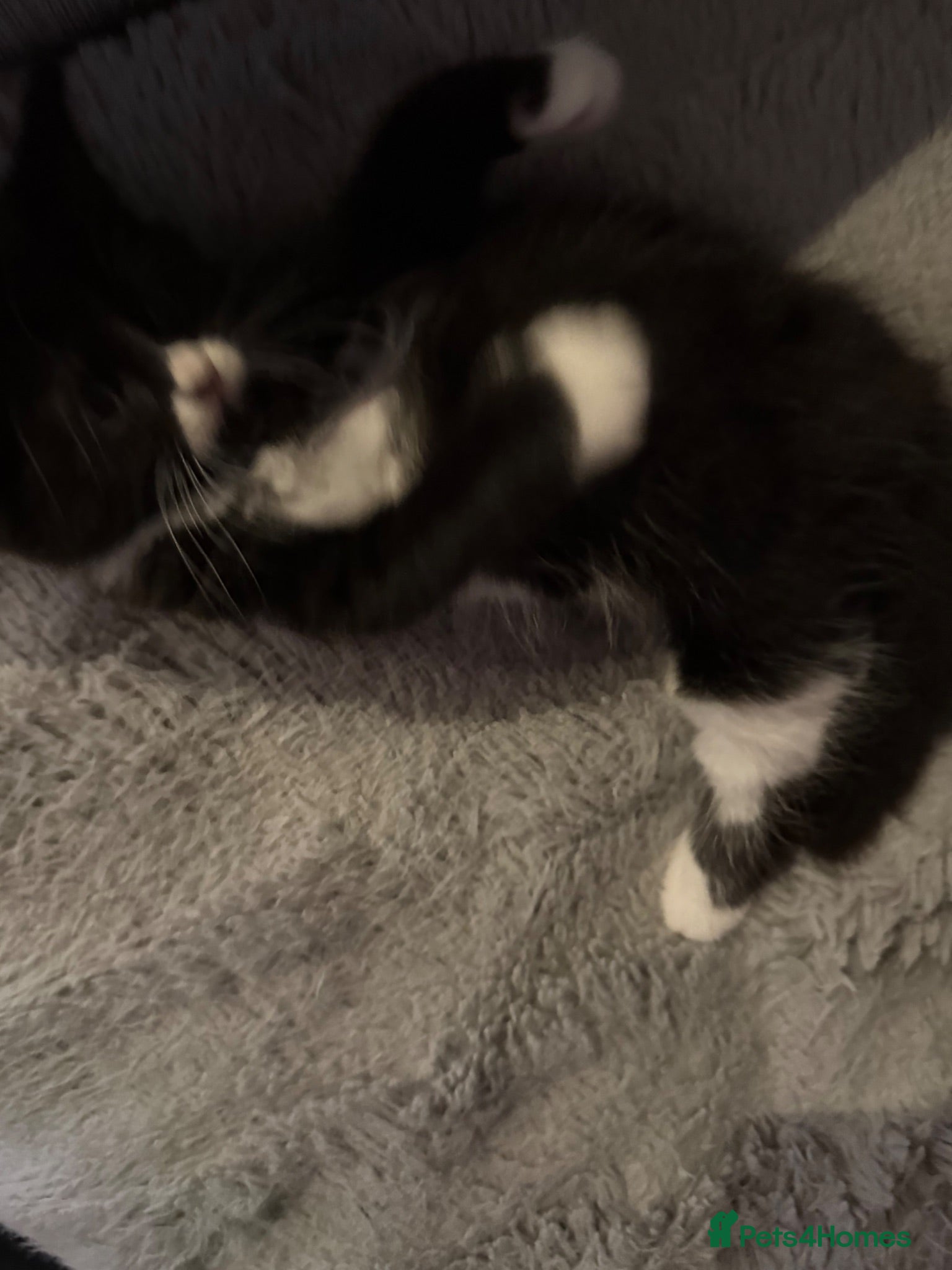 Mixed Breed cats Male kitten  - Advert 2