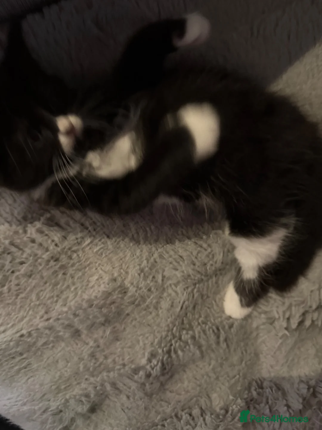 Mixed Breed cats for sale: Male kitten  - Advert 1