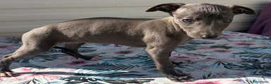 Whippet 4