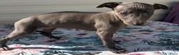 Whippet dogs for sale: Beautiful whippet puppies  - Advert 9