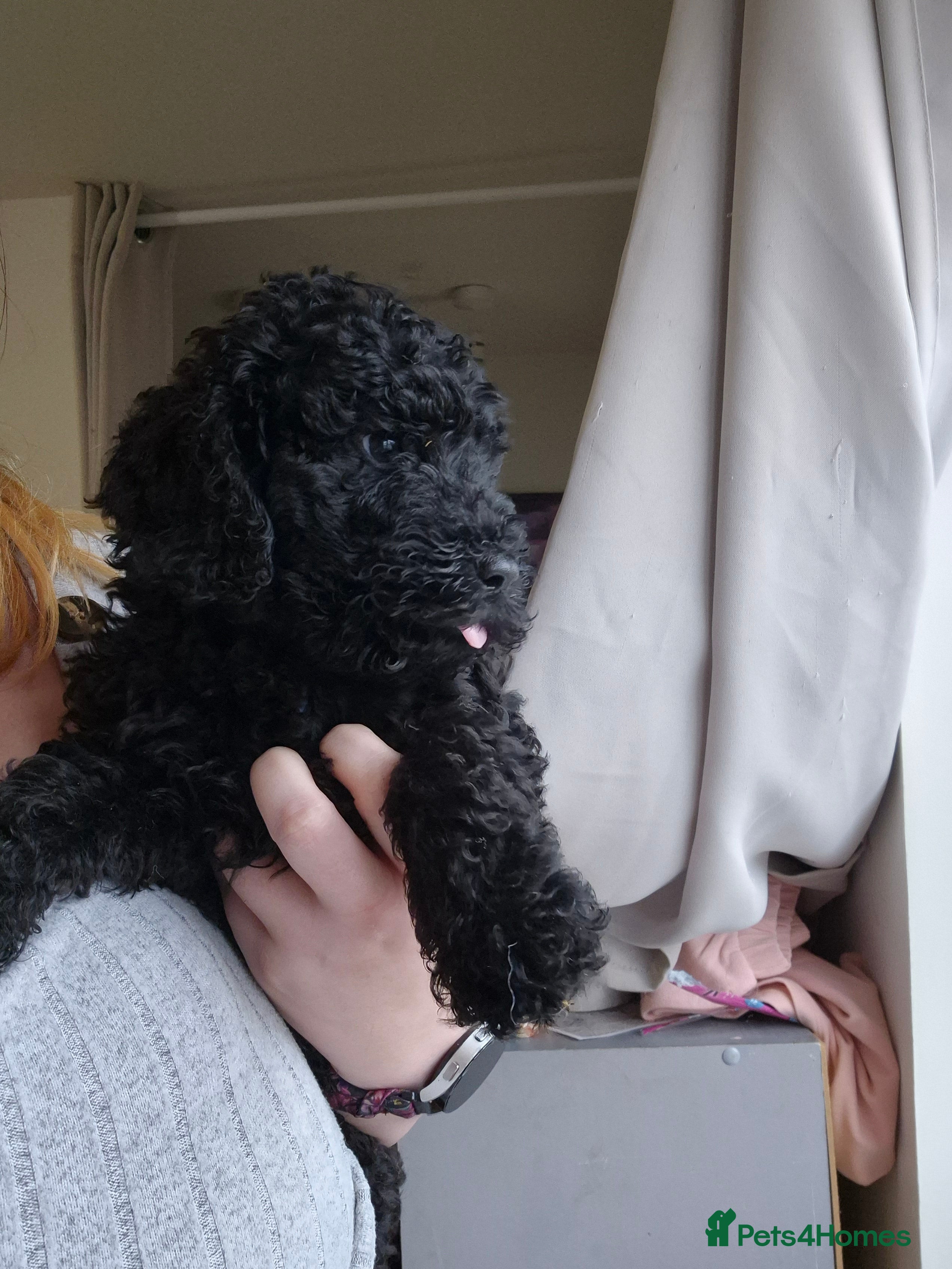 Poodle dogs ~Ready now~last 2 male Beautiful moyen poodle pups - Advert 1