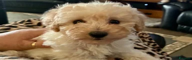 Toy Poodle 1
