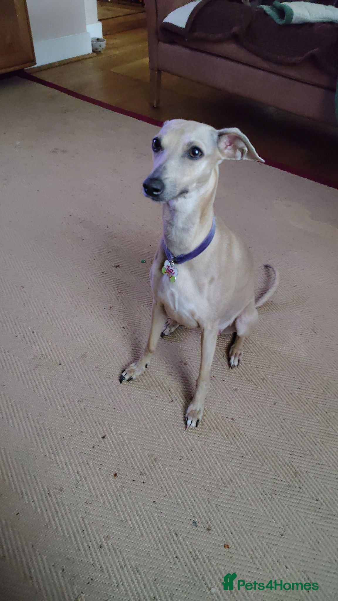 Italian Greyhound dogs 3/4 Italian Greyhound & 1/4 Whippet Puppies - Advert 2