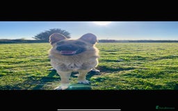 German Shepherd dogs for sale: Beautiful German Shepherd Puppies from Loving Home - Image 10