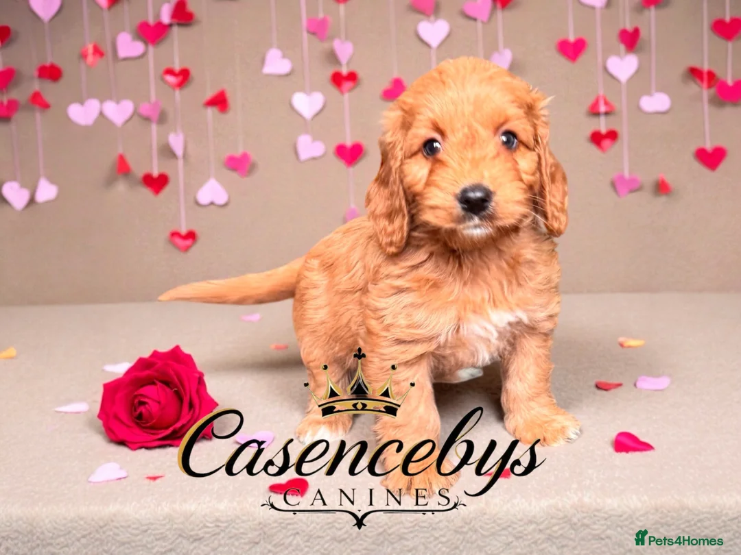 Cockapoo dogs for sale: 🐶THE MOST PERFECT DNA CLEAR MINI F1 COCKAPOOS🐶 - Advert 14