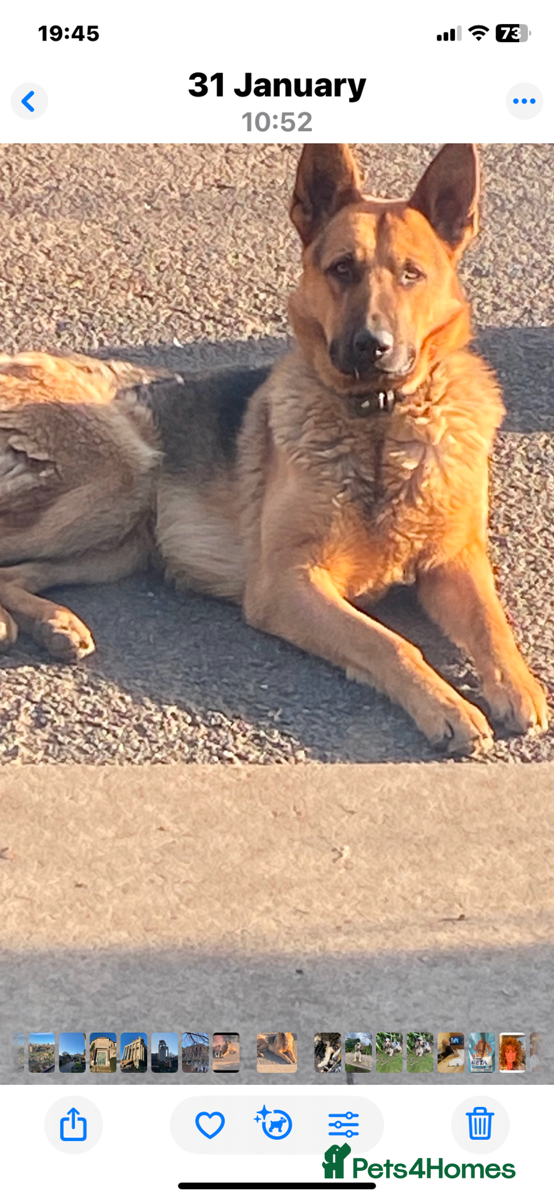German Shepherd dogs for sale: Chunky Farm bred GSD pups ready now. - Image 16