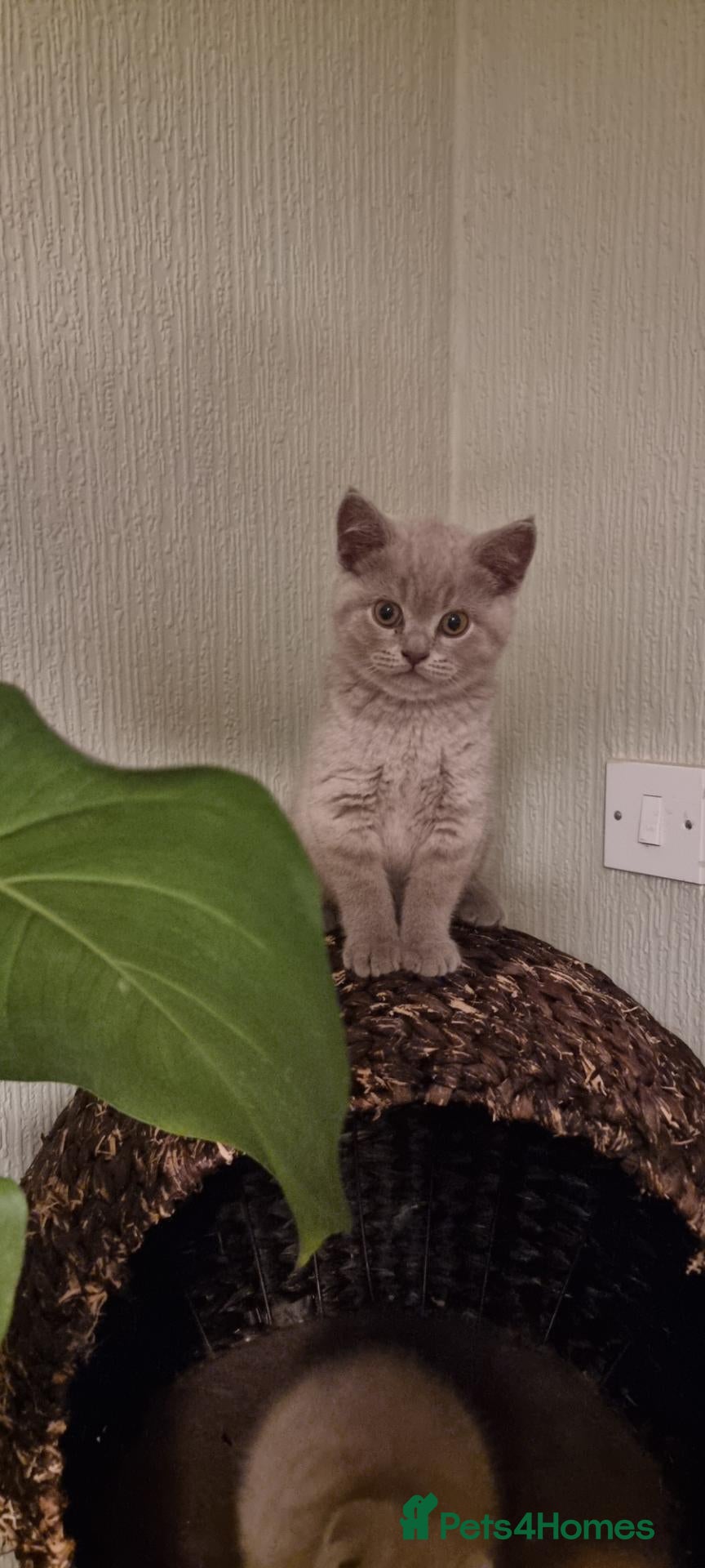 Scottish Fold cats  😸 Beautiful Female kittens 😸  - Advert 2