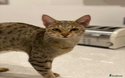 Savannah cats for sale: Stunning Savannah cats for sale - Image 4