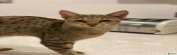 Savannah cats for sale: Stunning Savannah cats for sale - Advert 4