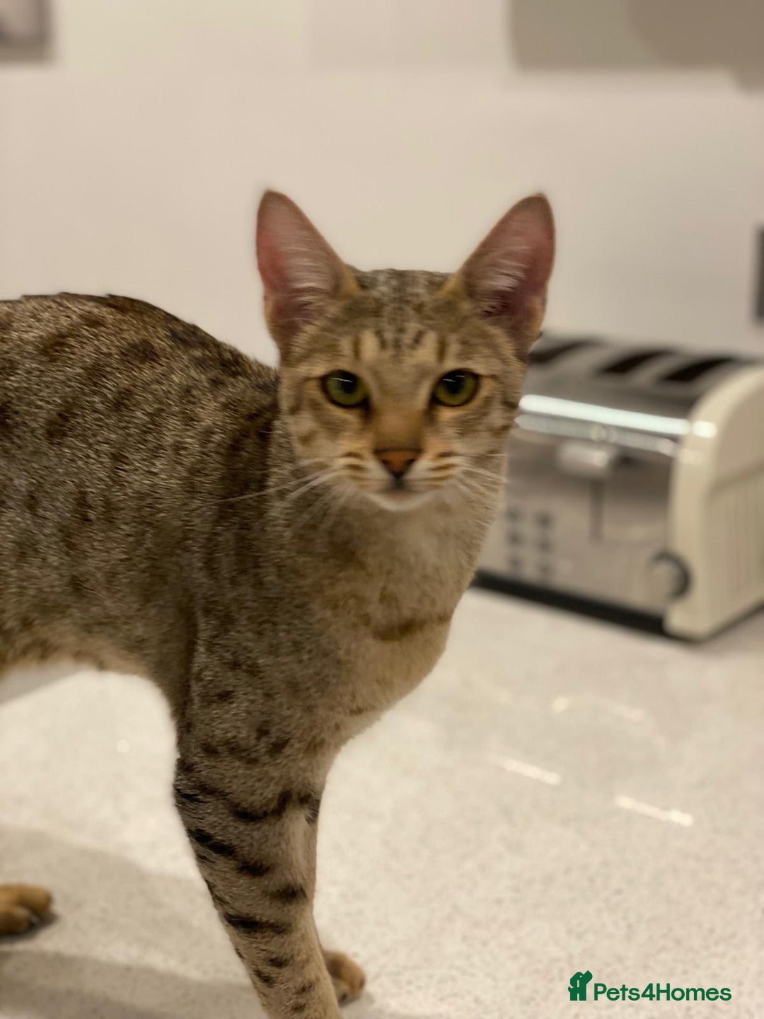 Savannah cats for sale: Stunning Savannah cats for sale - Image 4