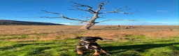 Smooth Collie dogs for sale: 10 month old collie cross bitch  in Minehead - Advert 9
