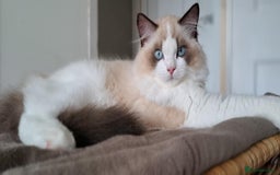 Ragdoll cats for sale: 💠Handsome FiFe Reg Ragdoll boy💠RESERVED - Image 2