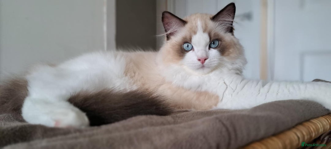 Ragdoll cats for sale: 💠Handsome FiFe Reg Ragdoll boy💠RESERVED - Image 2