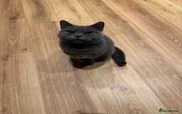 British Shorthair cats for sale: Affectionate British shorthair  - Image 1