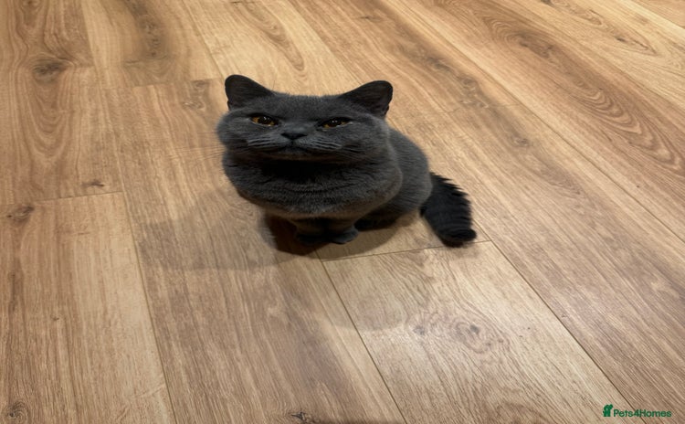 British Shorthair cats - Advert 1