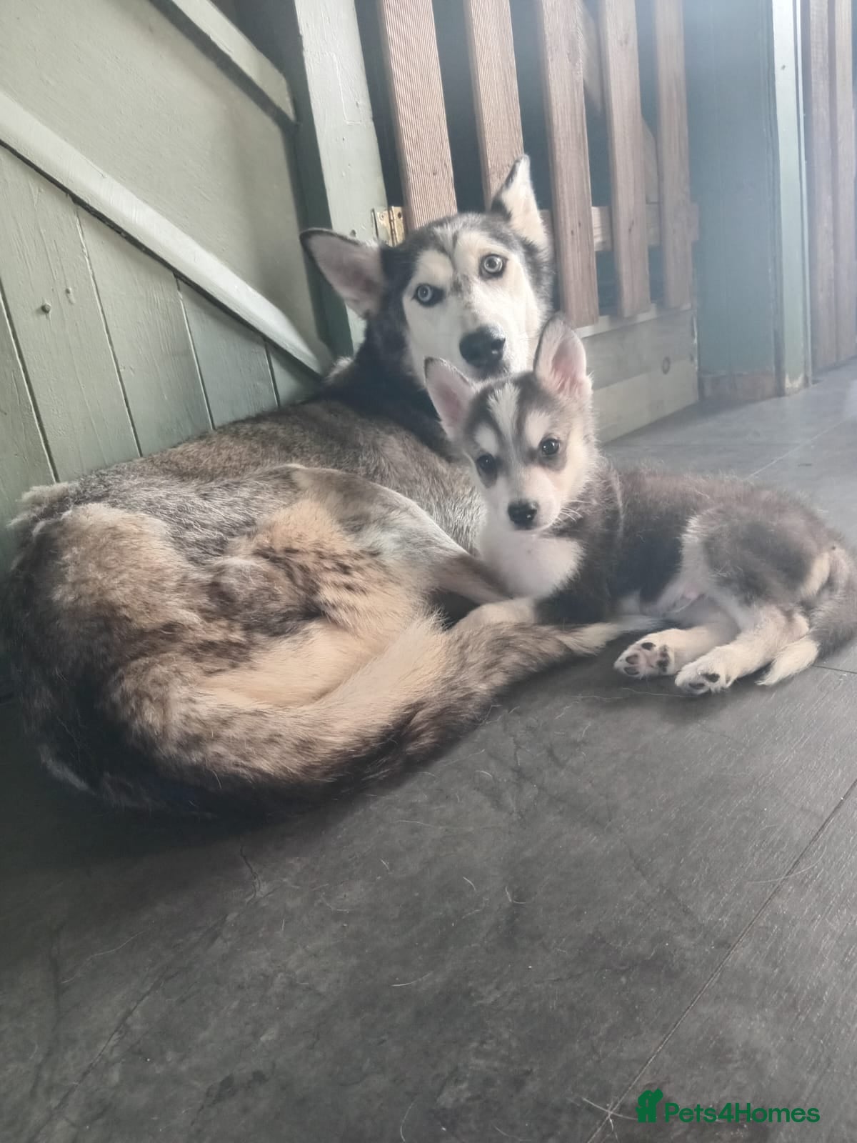 Siberian Husky dogs Last boy left £500 - Advert 1