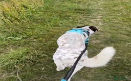 Mixed Breed dogs for sale: Male Dalmatian / husky dog  - Image 2