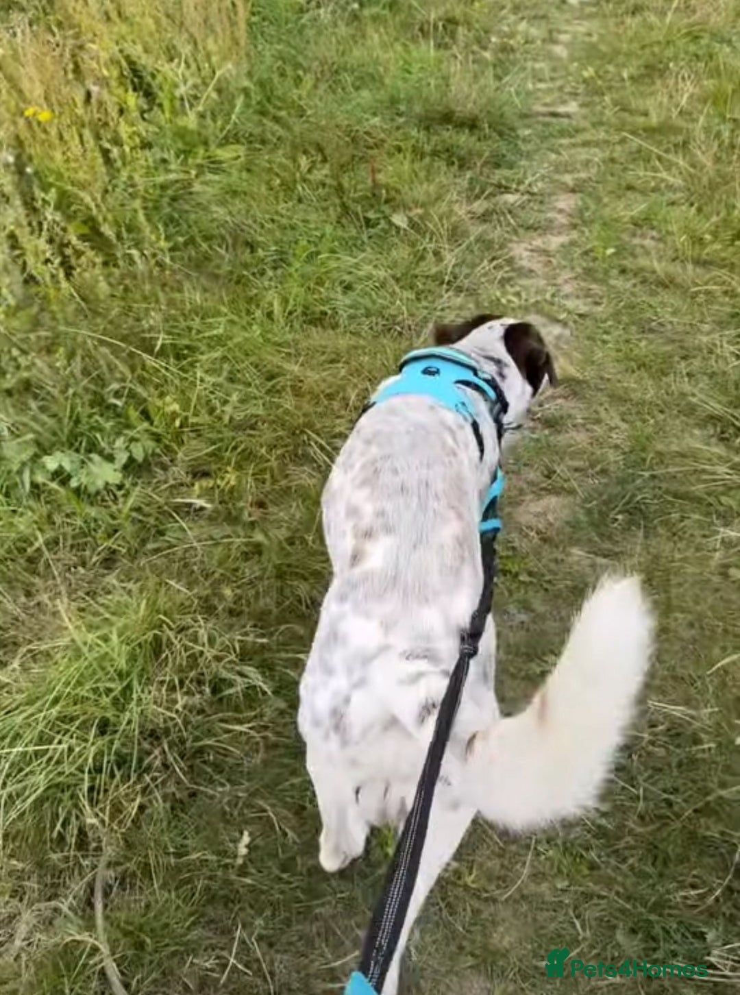 Mixed Breed dogs for sale: Male Dalmatian / husky dog  - Image 2