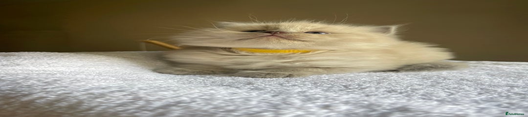Yellow - blue mink boy