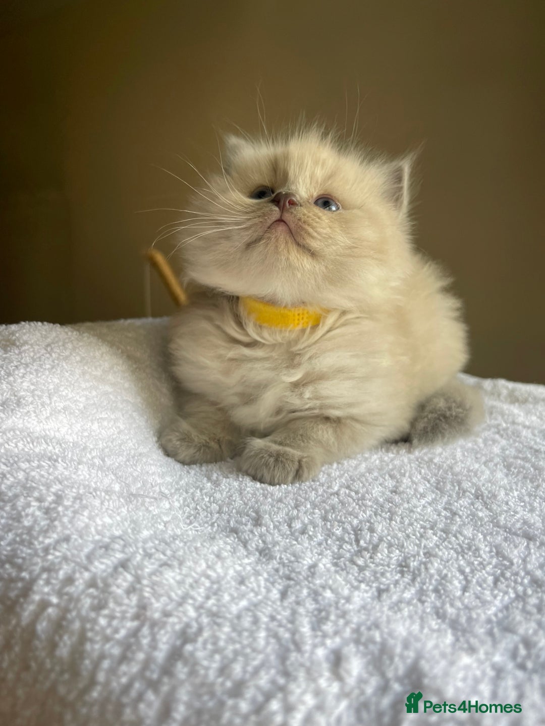 Ragdoll cats for sale: TICA registered pedigree Mink & blue point kittens - Image 24