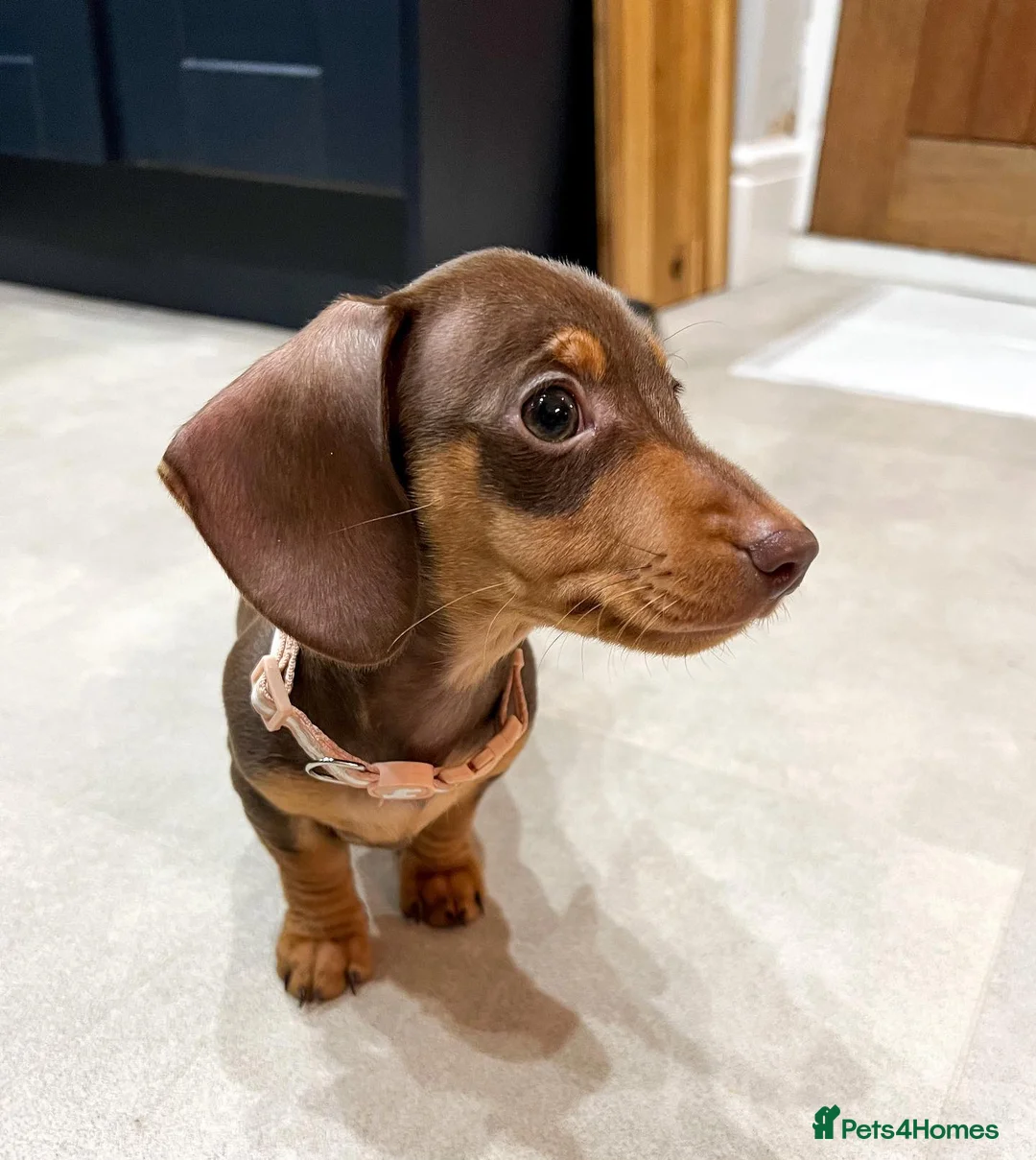 Miniature Dachshund dogs for sale: Miniature Dachshund Puppy - Advert 3