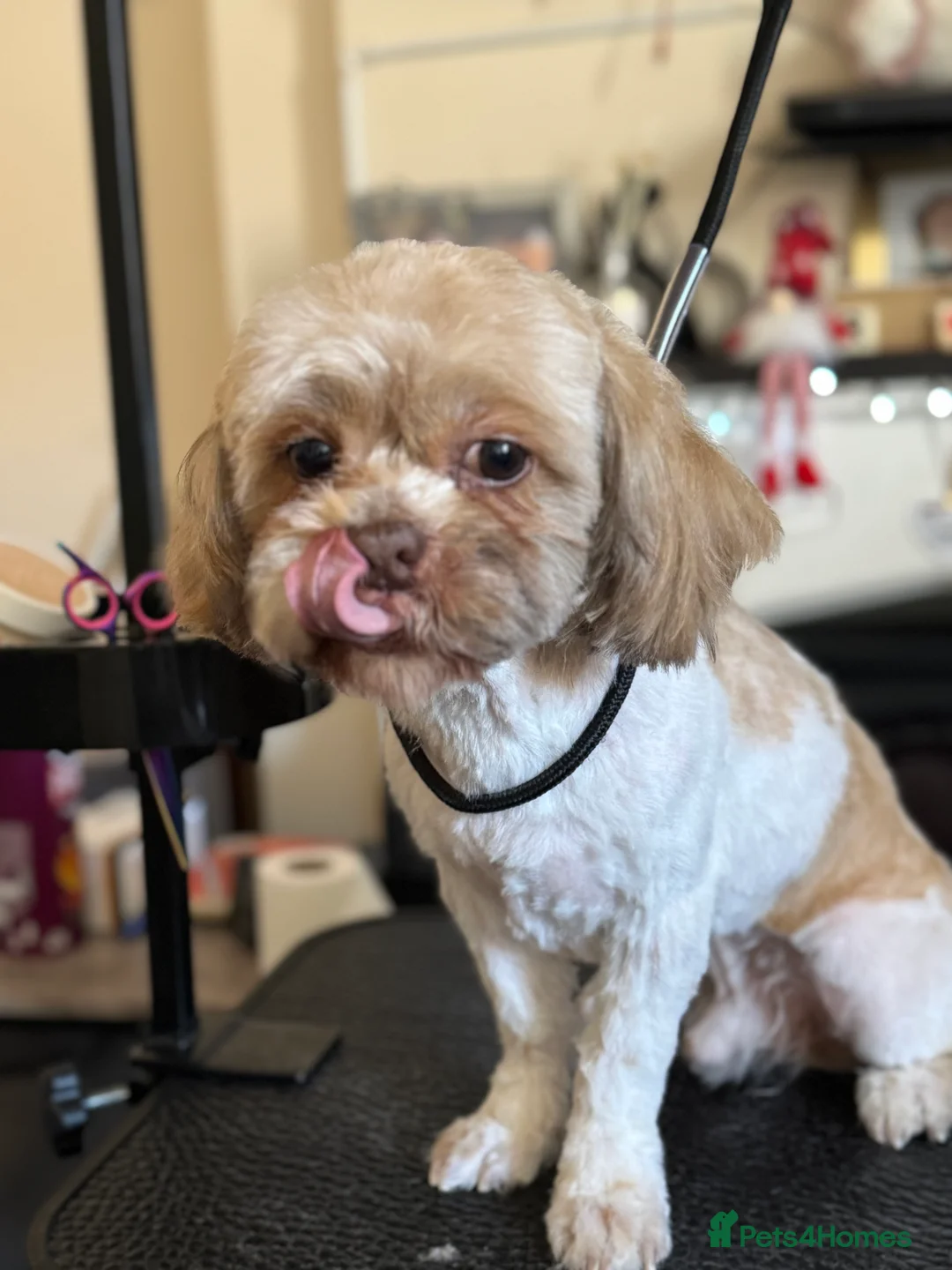 Shih Tzu dogs for sale: Beautiful Shih Tzu for his Forever home  - Advert 4
