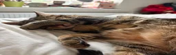 Mixed Breed cats for sale: Bengal mix sisters  in Harrogate - Advert 7