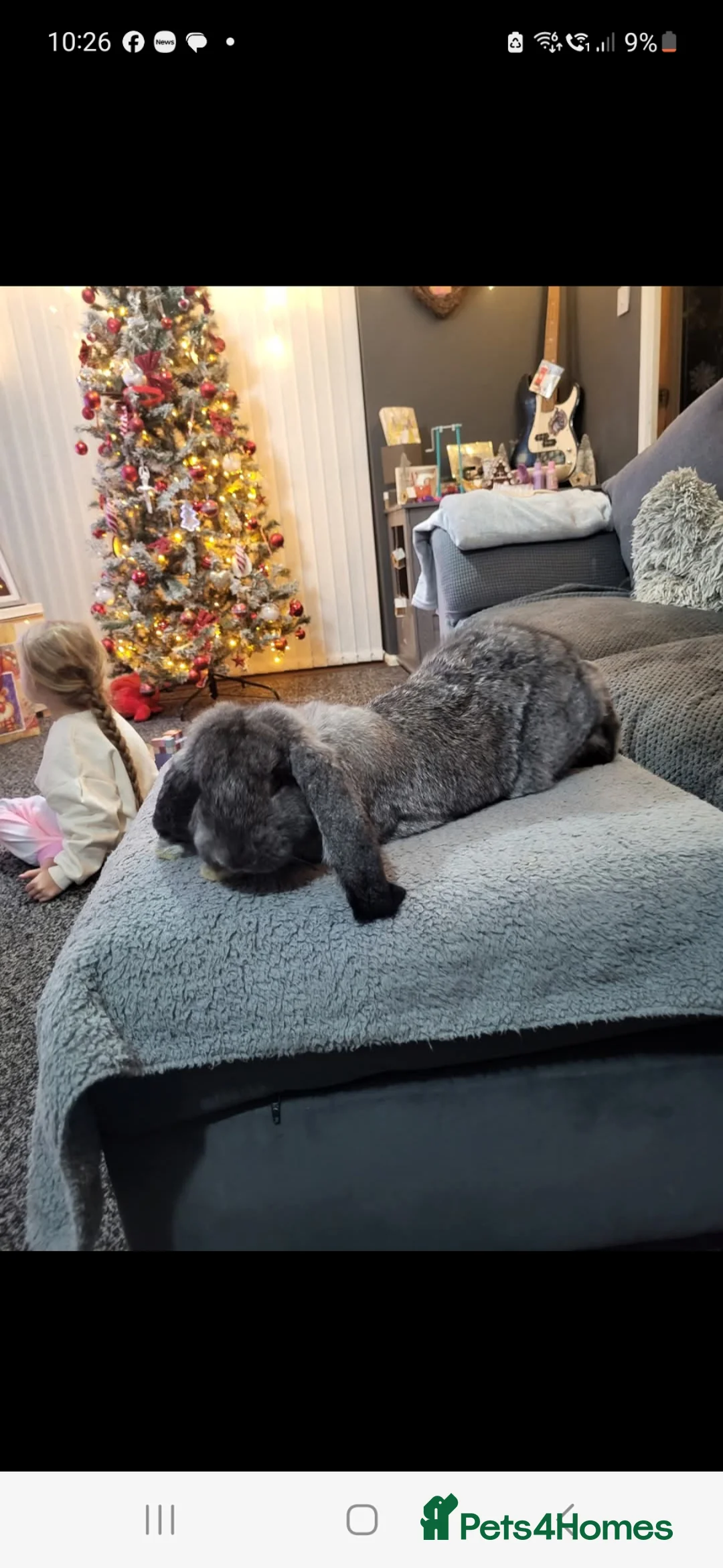 French Lop rabbits for sale: Female French Lop - Advert 2