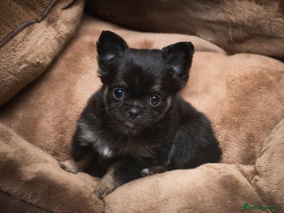 Chihuahua dogs 2 beautiful boys - Advert 2