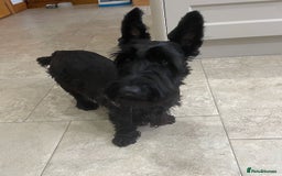 Scottish Terrier dogs for sale: Scottish Terrier puppies - Image 13