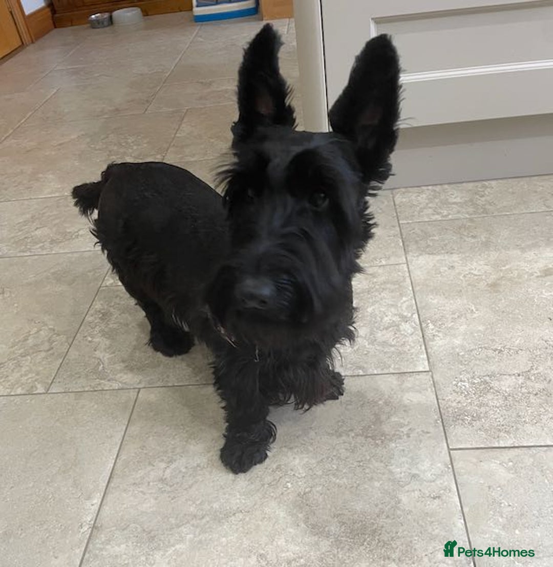 Scottish Terrier dogs for sale: Scottish Terrier puppies - Image 13