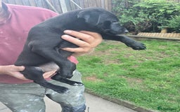 Mixed Breed dogs for sale:  Whippet × Patterdale Dog Pups - Image 13