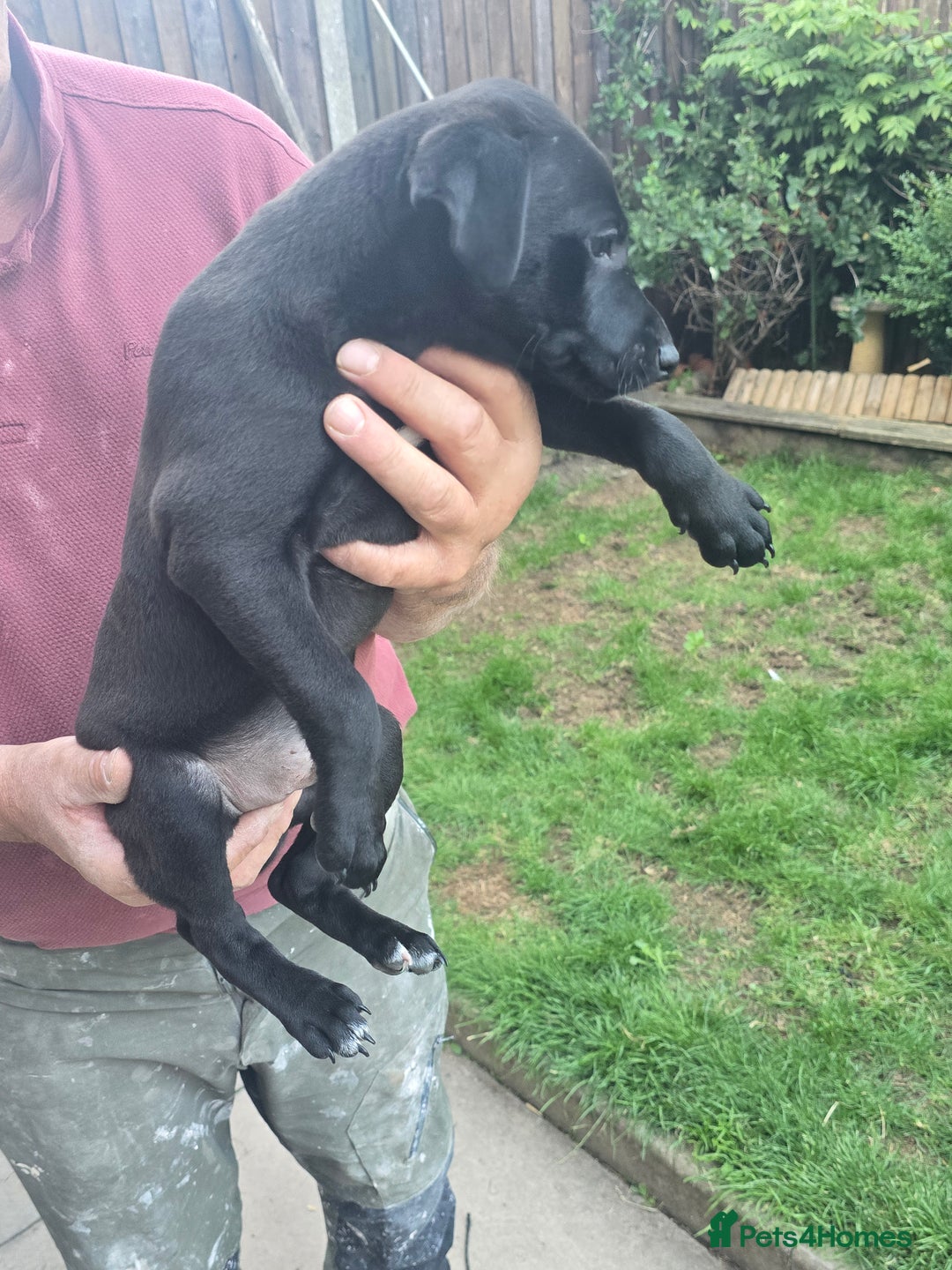 Mixed Breed dogs for sale:  Whippet × Patterdale Dog Pups - Image 13