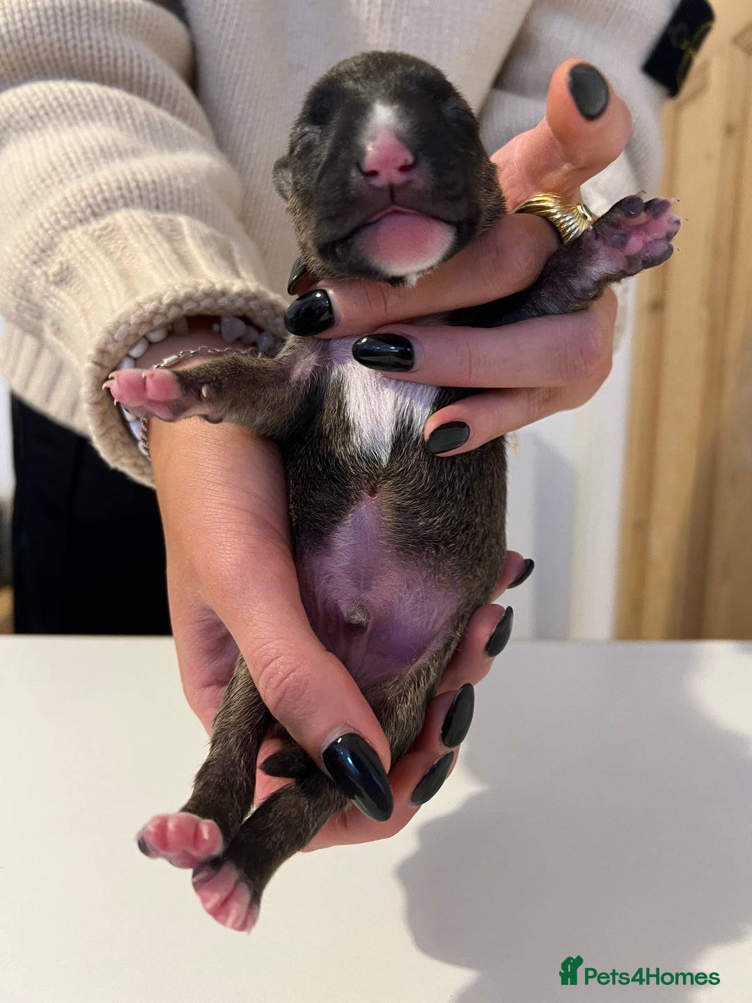 English Bull Terrier dogs for sale: Champion line EBT Puppies - Image 32