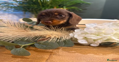 Miniature Dachshund dogs - Advert 10
