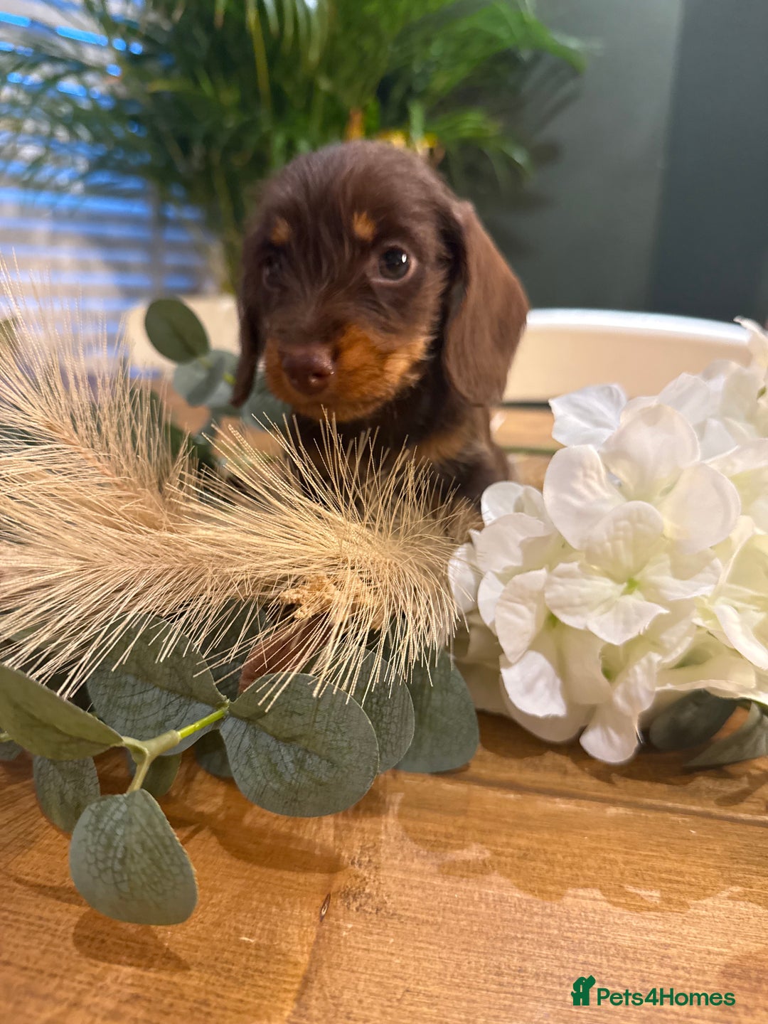 Miniature Dachshund dogs for sale: Ready Now miniature Wirehaired dachshunds - Image 3