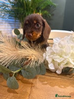 Miniature Dachshund dogs - Advert 3