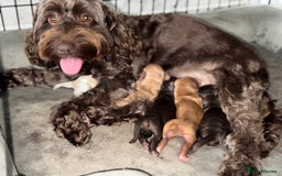 Cockapoo dogs for sale: 🐾3 girls 2 boys available🐾 - Image 7