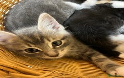 British Shorthair cats for sale: Gorgeous friendly kittens - Image 15