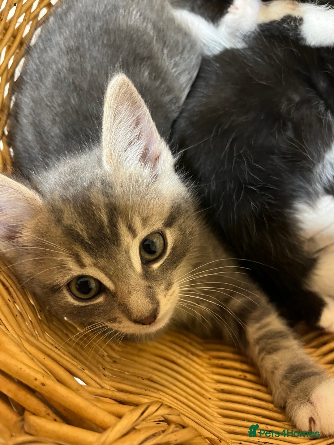 British Shorthair cats for sale: Gorgeous friendly kittens - Image 15