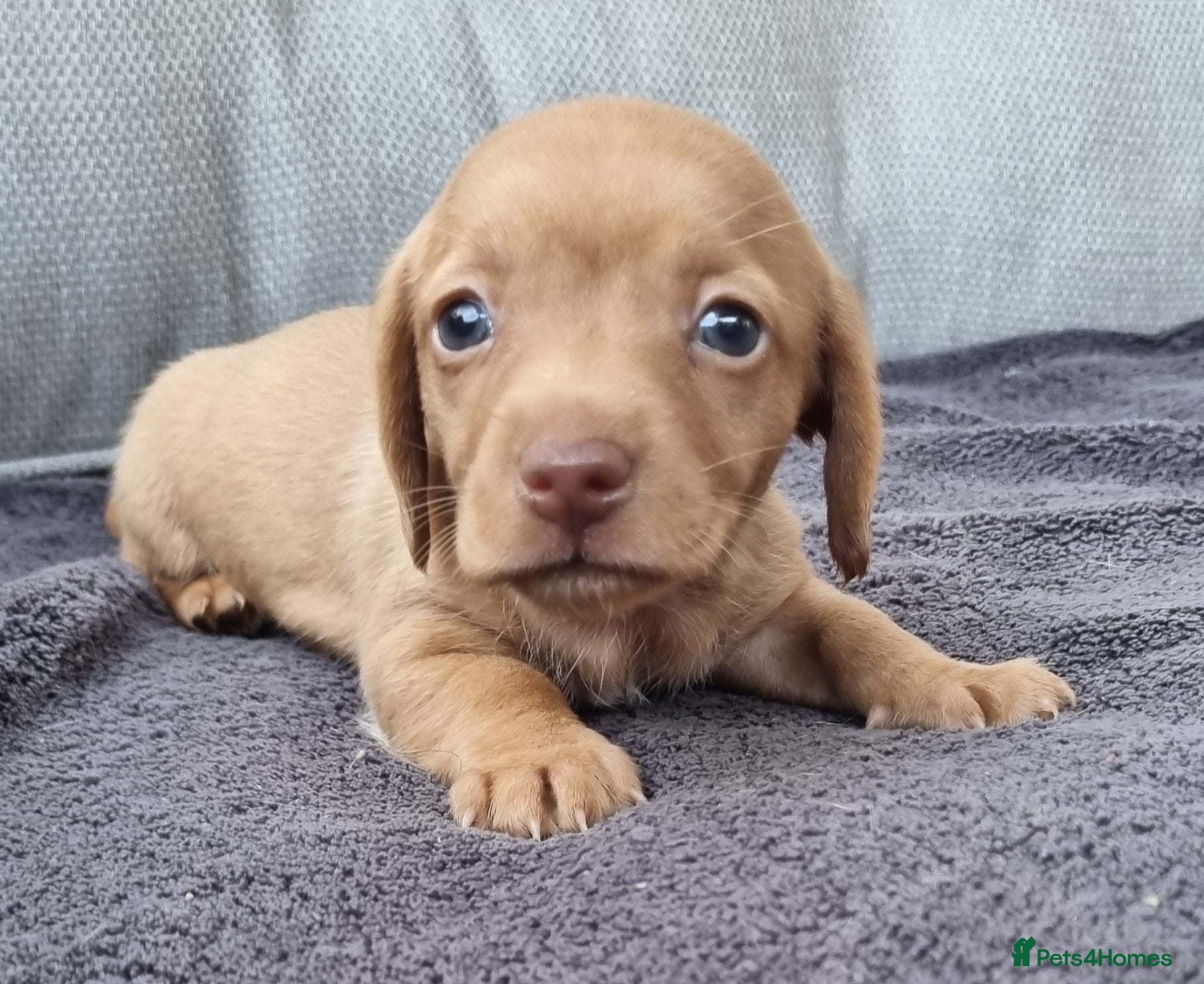 Dachshund dogs 5* True Minature Cream/Choc Dachshund Long Haired - Advert 1