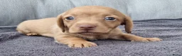 Dachshund dogs for sale: 5* True Minature Cream/Choc Dachshund Long Haired - Advert 10