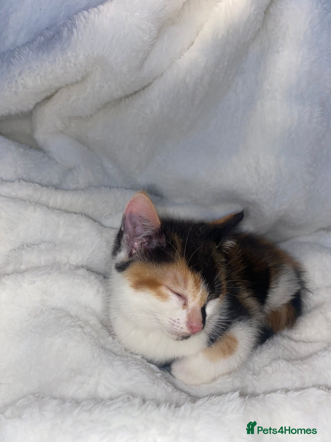 Mixed Breed cats for sale: Tortoiseshell Kitten Ready For Its New Home 🏡 - Advert 8