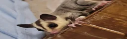 Sugar Glider rodents for sale: White Face Sugar Glider Joeys - Advert 3