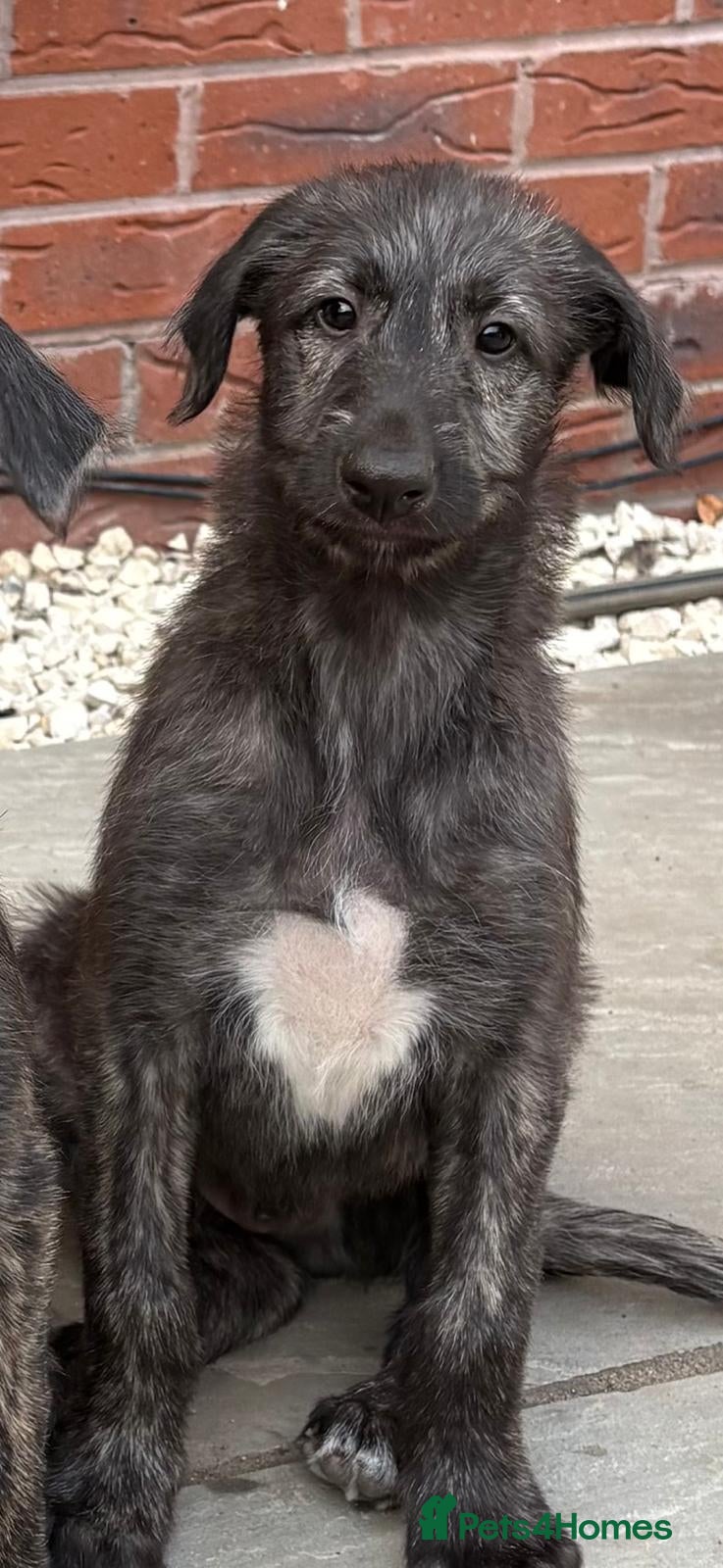 Deerhound dogs KC registered deerhound pups - Advert 2