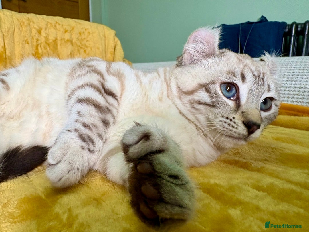 Savannah cats for sale: Breath taking wild looking girl  - Advert 23