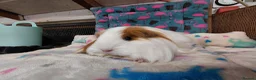 Guinea Pig rodents for sale: Young Adult Longhaired Sows For Retirement Homes  - Advert 3