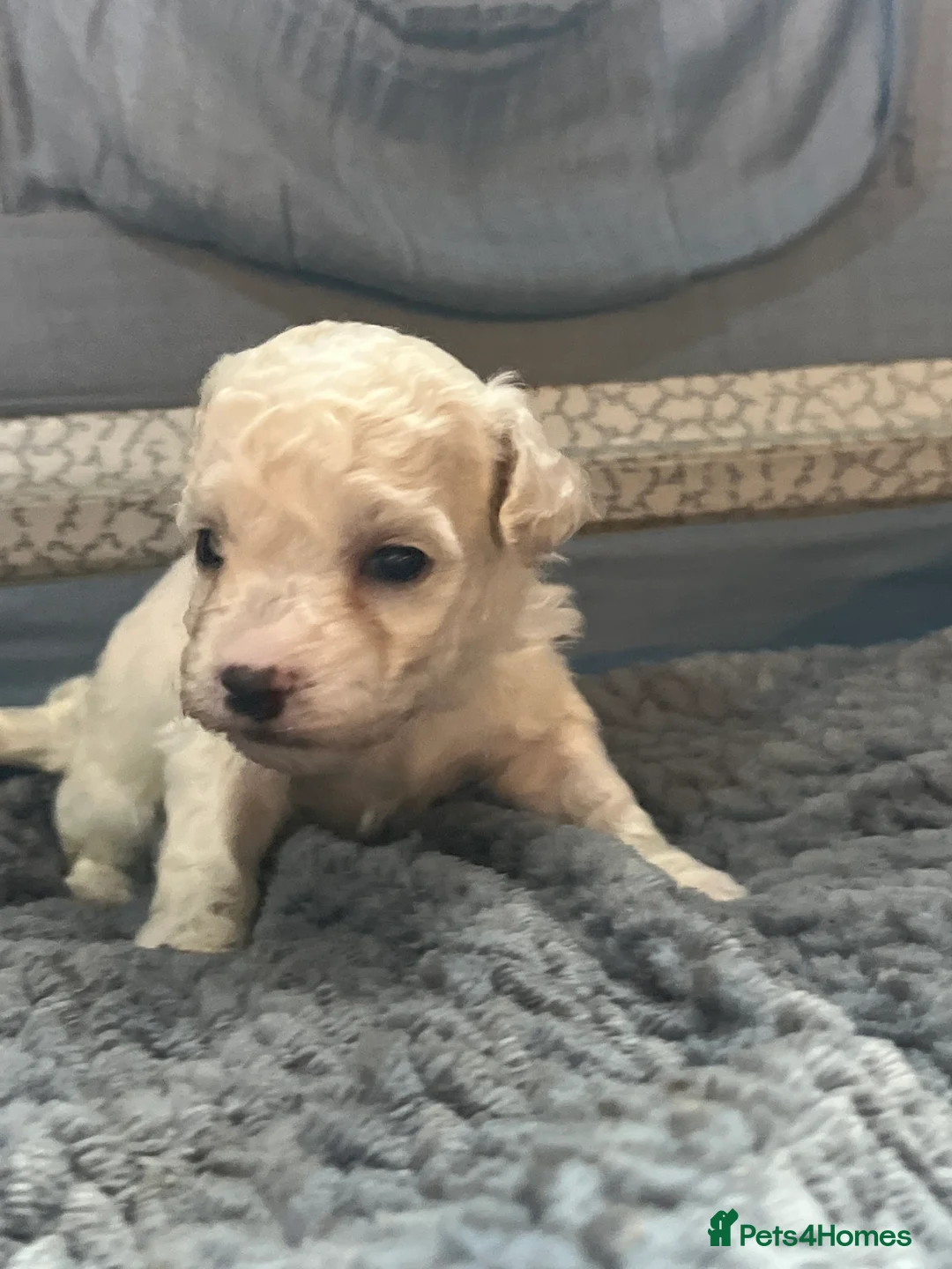 Maltipoo dogs for sale: Maltipoo’s looking for there forever home  - Advert 2