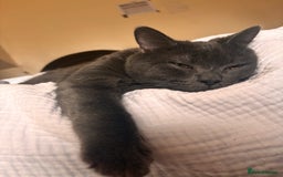 British Shorthair cats for sale: Male Blue grey bsh cat  - Image 4