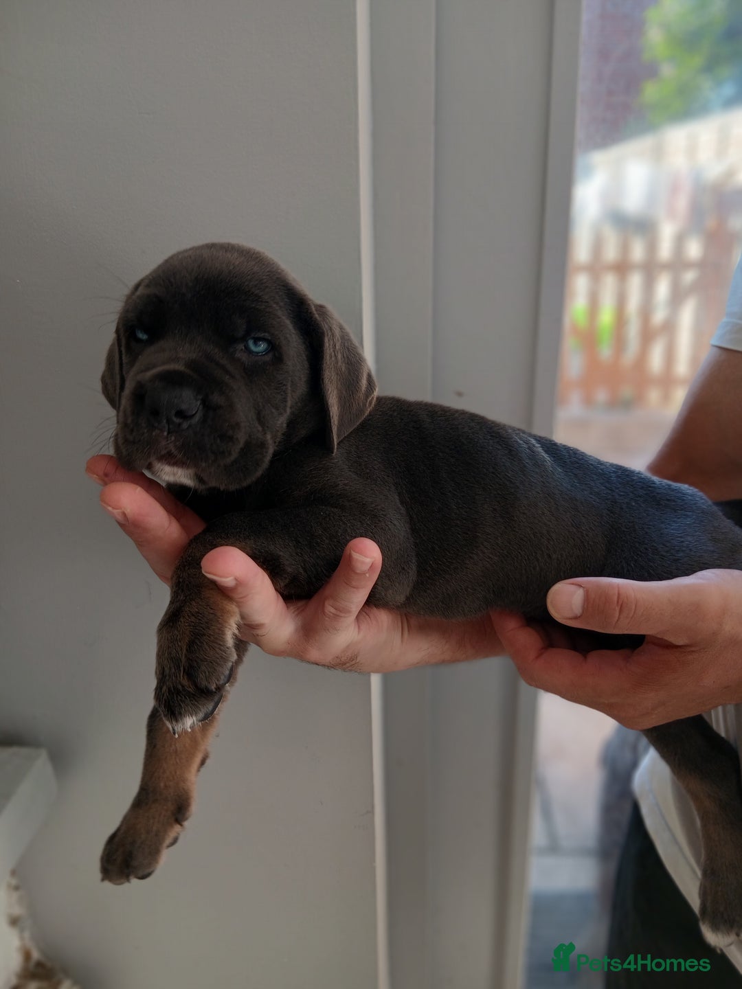 Cane Corso dogs for sale: 1 boy 2 girls remaining  - Image 16